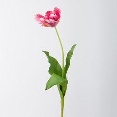 Schilliger Sélection  Tulipe Perroquet Rouge fuchsia 75cm