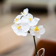   Phalaenopsis 5 fleurs Blanc 50cm
