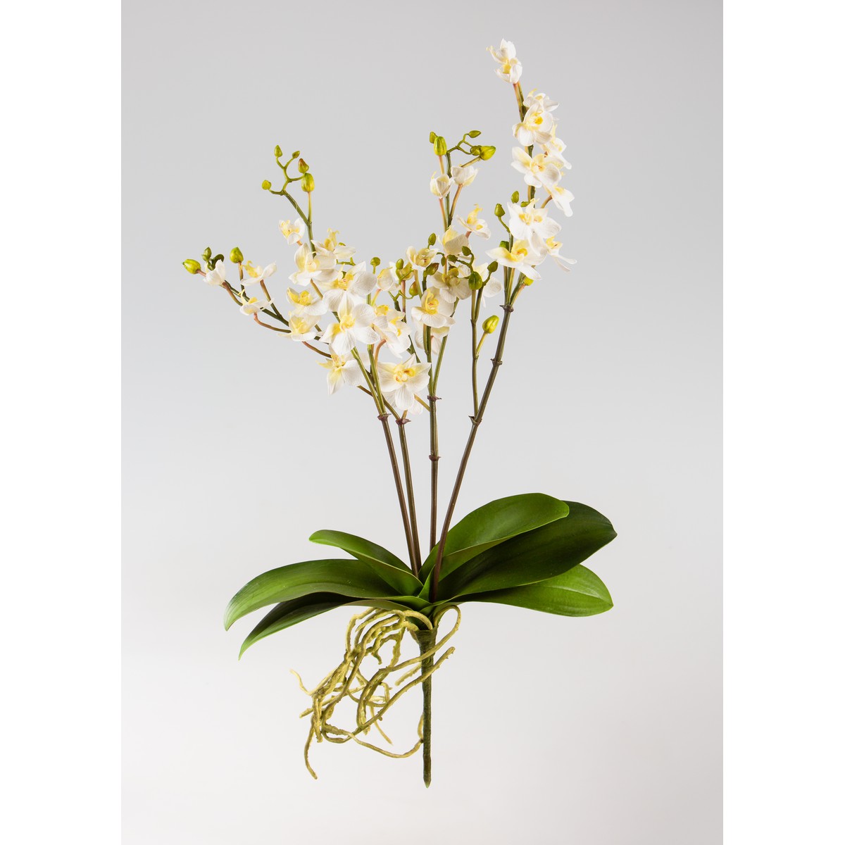   Phalaenopsis avec feuilles et racines Blanc 58cm