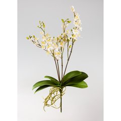   Phalaenopsis avec feuilles et racines Blanc 58cm