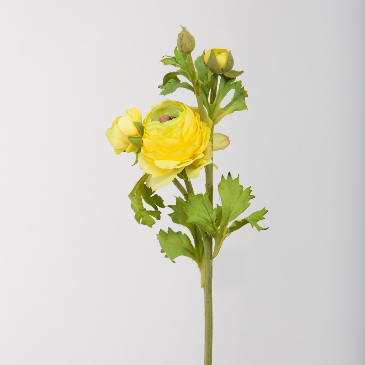 Schilliger Sélection  Renoncule double 1 fleur et 2 boutons Jaune nankin 55cm