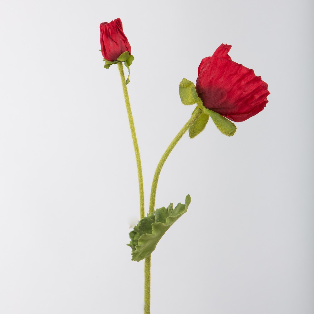 Schilliger Sélection  Pavot en fleur Rouge cerise 65cm