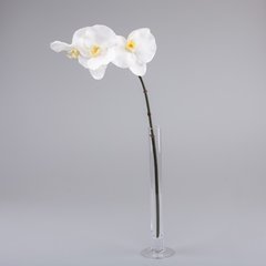 Schilliger Sélection  Phalaenopsis 3 fleurs Blanc 60cm