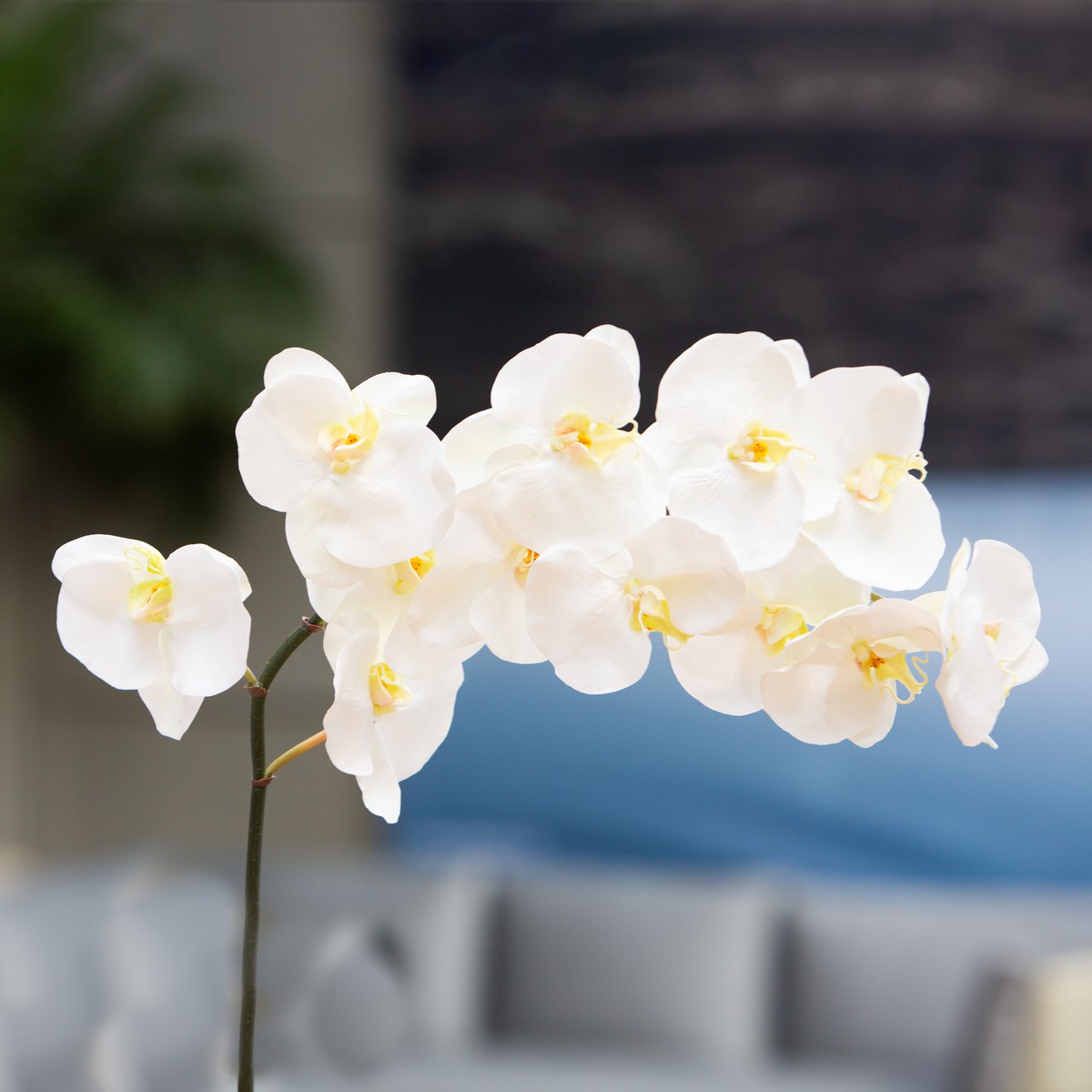  Phalaenopsis 12 fleurs Blanc 100cm