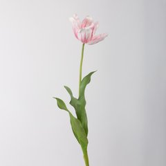 Schilliger Sélection  Tulipe Rouge rose 75cm