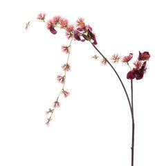Schilliger Sélection  Hamamelis en fleurs Rouge bordeaux 115cm