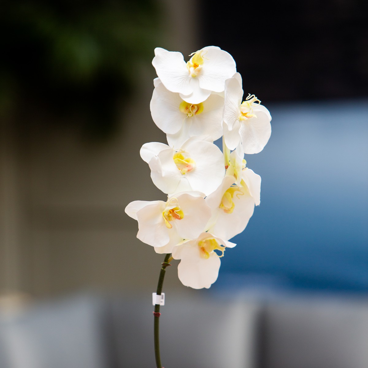   Phalaenopsis 8 fleurs Blanc 97cm