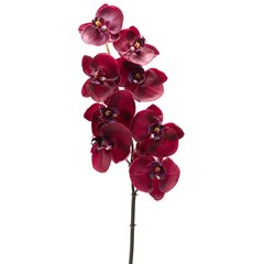 Schilliger Sélection  Phalaenopsis 8 fleurs Rouge bordeaux 81cm