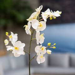   Phalaenopsis ramifié 17 fleurs Blanc 110cm