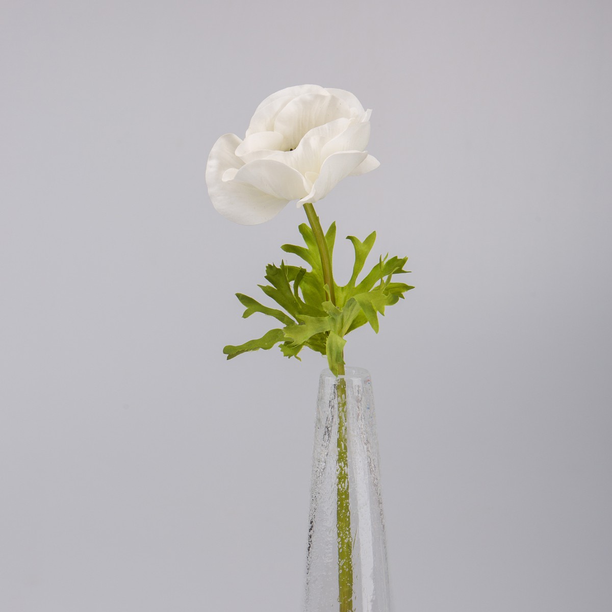   Anemone Blanc 45cm