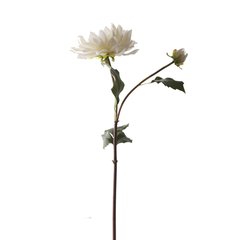 Schilliger Sélection  Dahlia 1 fleur ouverte Blanc 50cm