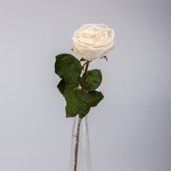   Rose Ecuadorian Blanc 