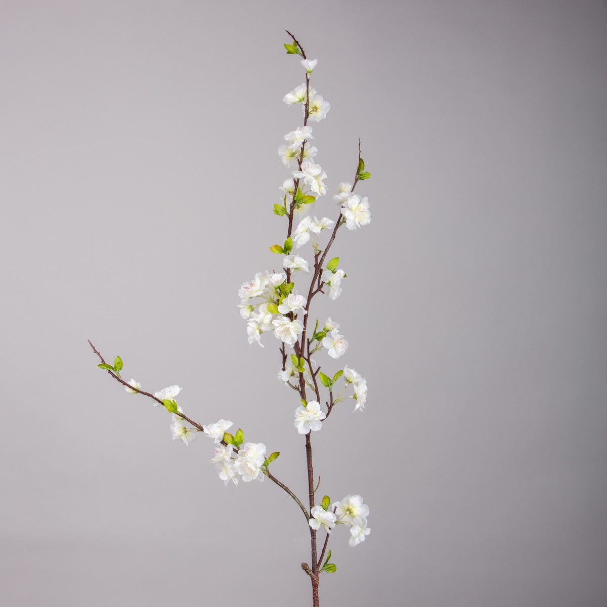   Cerisier en fleur Blanc 127cm