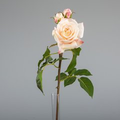 Schilliger Sélection  Rose de jardin avec 2 boutons RT Blanc coquille d'œuf 56cm