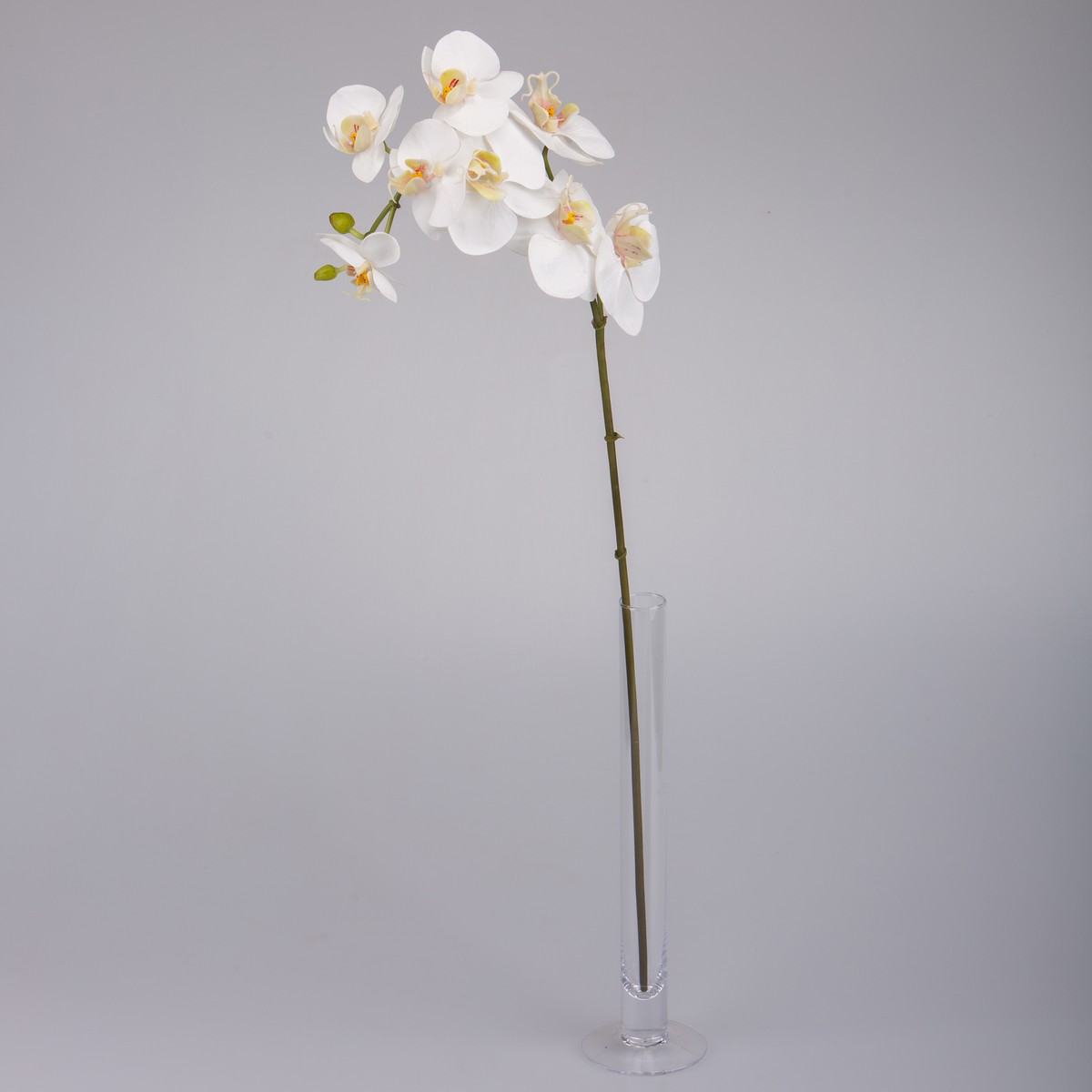   Phalaenopsis 8 fleurs avec boutons Blanc 72cm