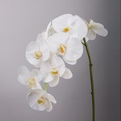 Schilliger Sélection  Phalaenopsis 9 fleurs Blanc 99cm