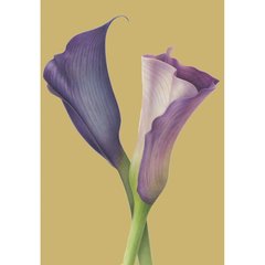 Caspari  Carte purple cala lilies  