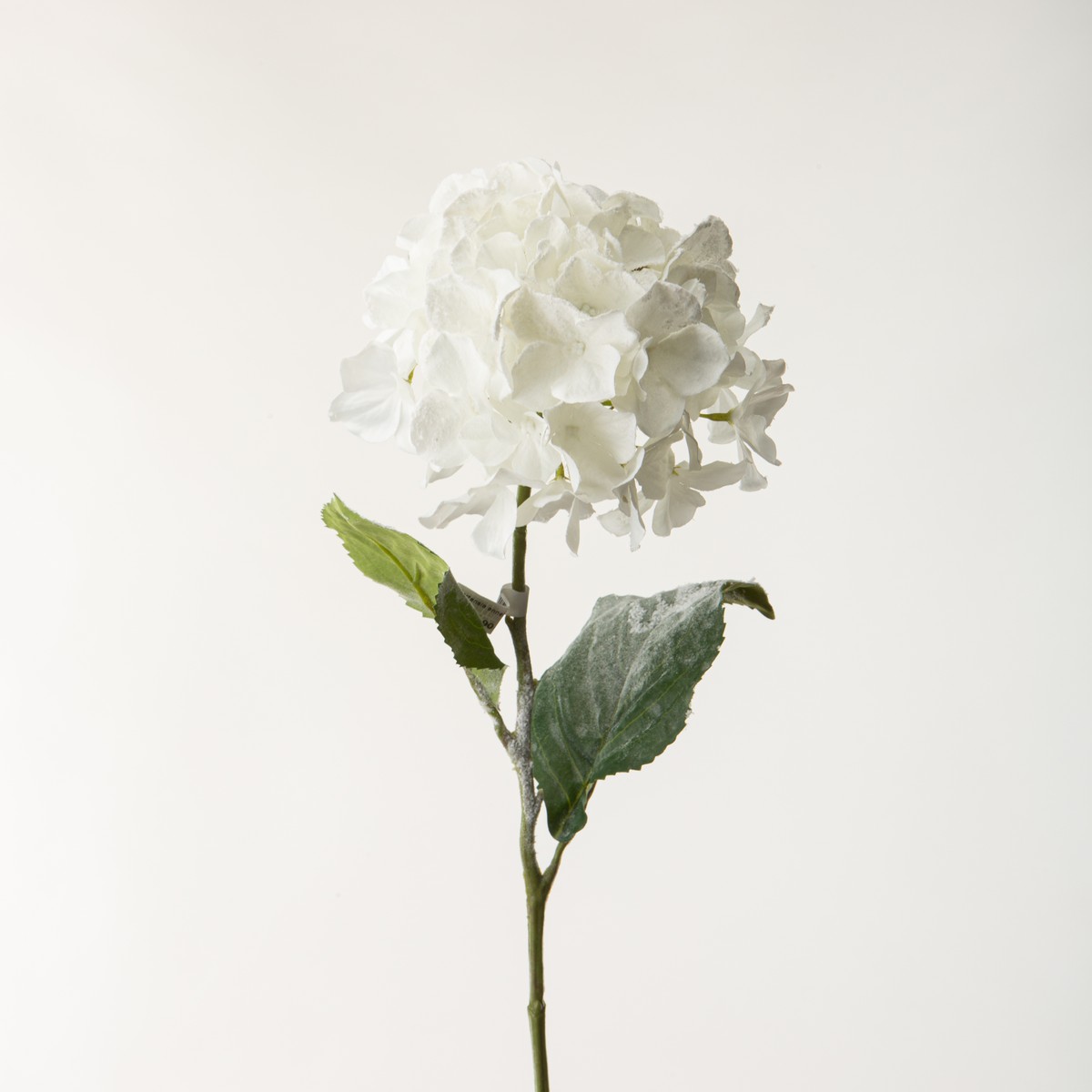 Schilliger Sélection  Hortensia enneigé en branche Blanc 74cm