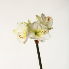 Schilliger Sélection  Amaryllis en branche Blanc 76cm