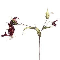 Schilliger Sélection  Gloriosa velvet Rouge bordeaux 78cm