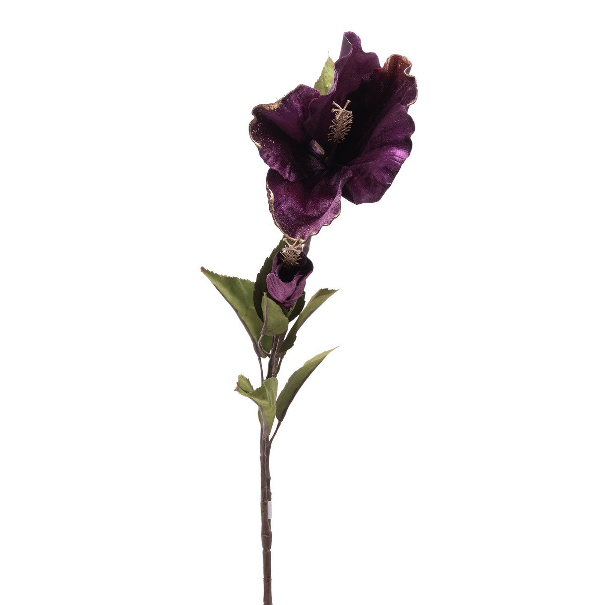 Schilliger Sélection  Hibiscus velvet Violet 77cm