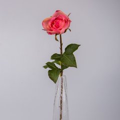 Schilliger Sélection  Rose Anglaise RT Rouge rose thé 51cm