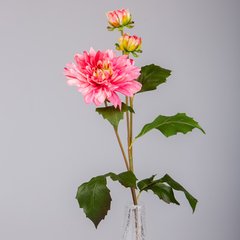 Schilliger Sélection  Dahlia avec 2 boutons RT Rouge rose thé 58cm