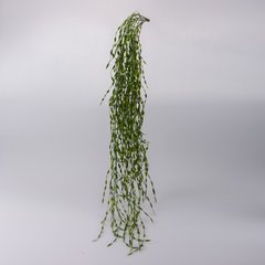 Schilliger Sélection  Plante grasse à suspendre  104cm
