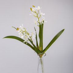 Schilliger Sélection  Cymbidium plante sans pot Blanc 40cm