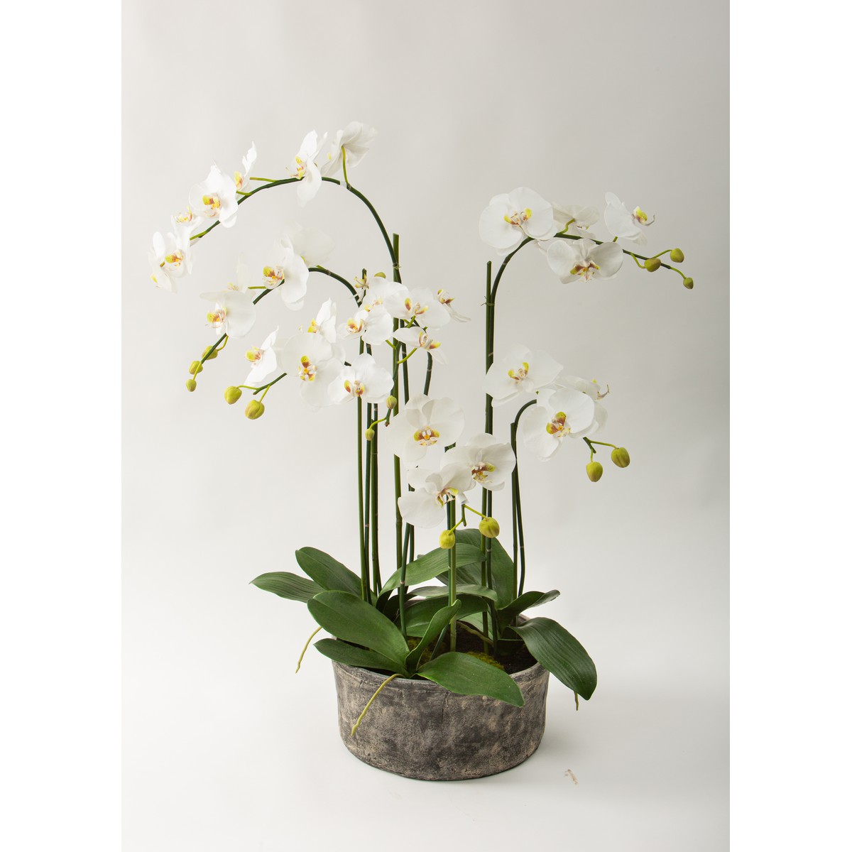 Schilliger Sélection  Coupe de Phalaenopsis Blanc 95cm