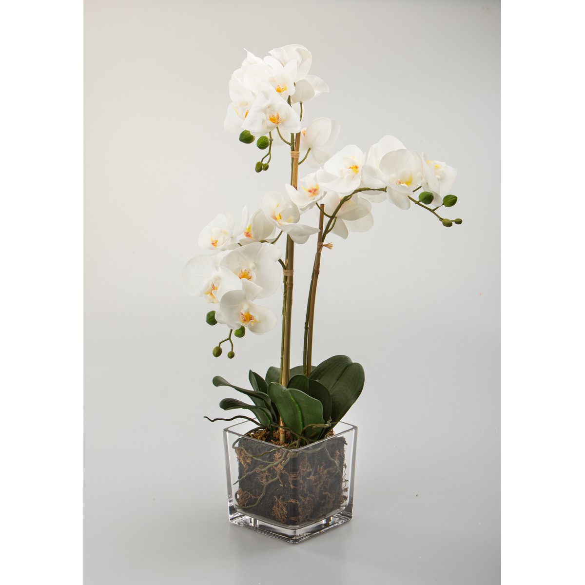 Schilliger Sélection  Phalaenopsis en pot 3 branches Blanc 70cm