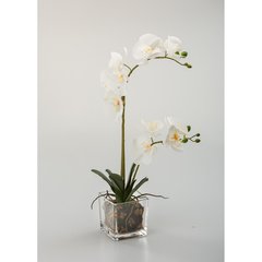 Schilliger Sélection  Phalaenopsis en pot 2 branches Blanc 60cm