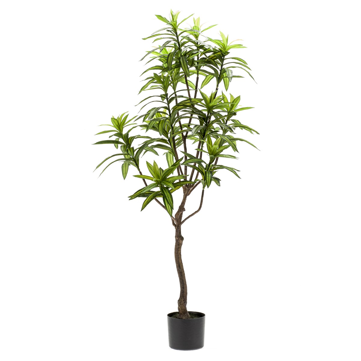 Schilliger Sélection  Dracaena artificiel Sans couleur 130cm