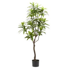 Schilliger Sélection  Dracaena artificiel Sans couleur 130cm