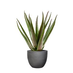 Schilliger Sélection  Aloe vera artificiel  50cm