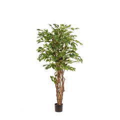 Schilliger Sélection  Ficus benjamina Liana artificiel  170cm