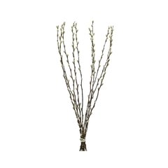 Schilliger Sélection  Branches Noisetier naturels séchés  70cm