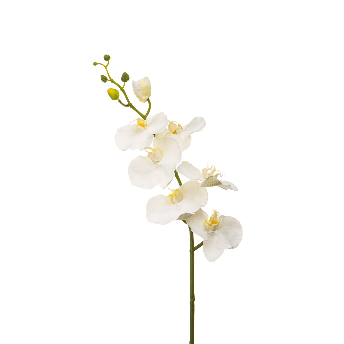 Schilliger Sélection  Phalaenopsis 9 fleurs et 2 boutons Blanc 90cm