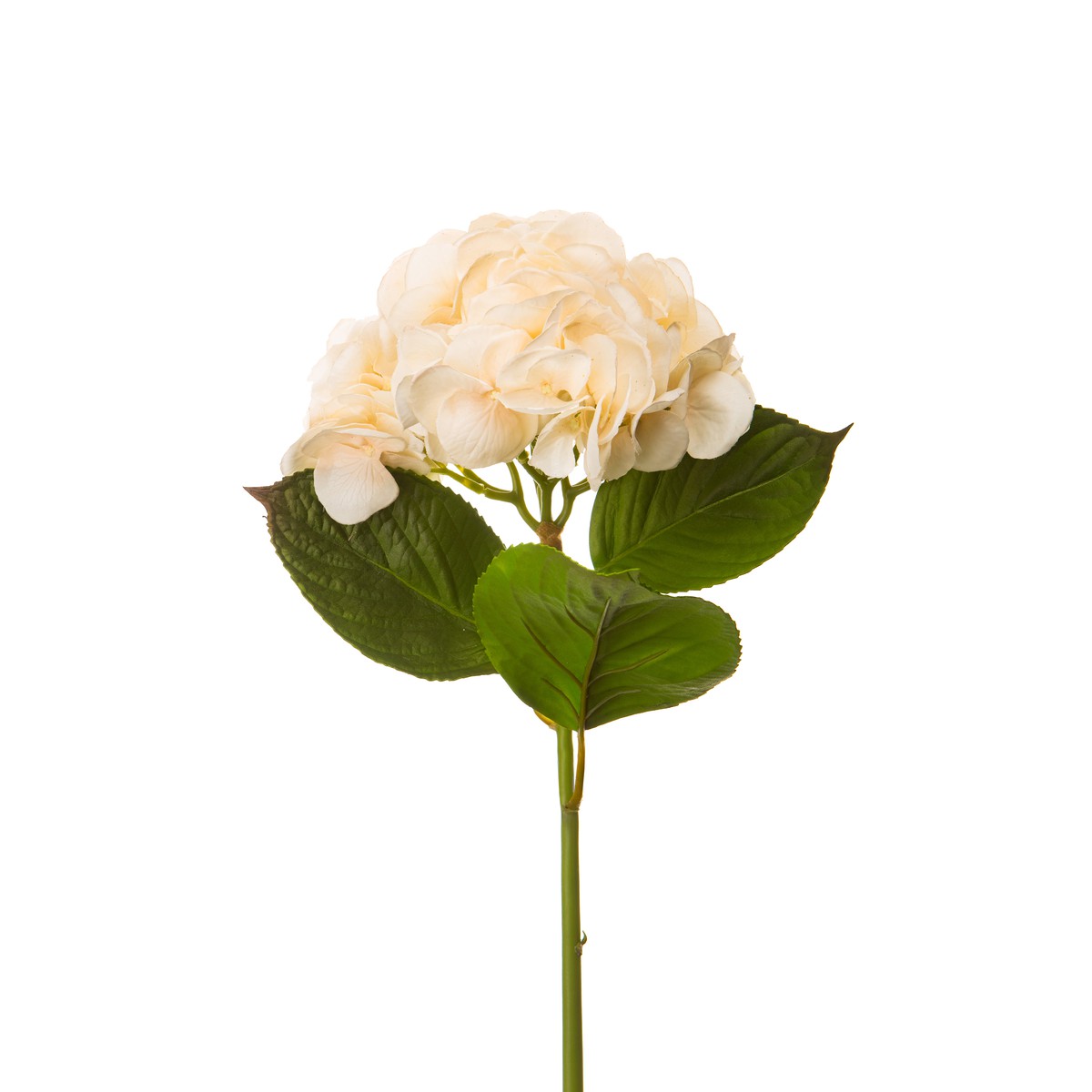 Schilliger Sélection  Hortensia avec feuilles RT Blanc cassé 63.5cm