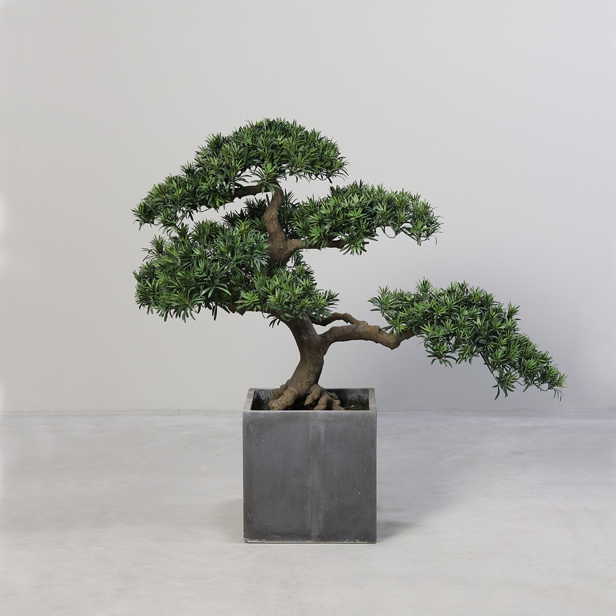 Schilliger Sélection  Bonsai Podocarpus pot carré  100cm
