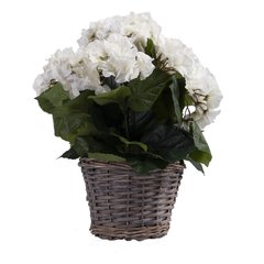 Schilliger Sélection  Hortensia avec panier artificiel Blanc 20cm