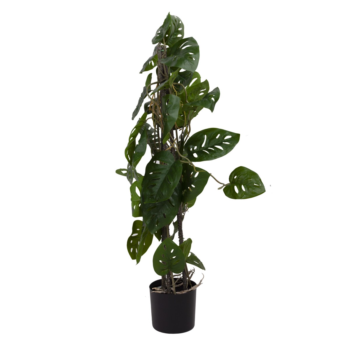 Schilliger Sélection  Monstera monkey sur tuteur artificiel  75cm