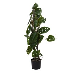 Schilliger Sélection  Monstera monkey sur tuteur artificiel  75cm
