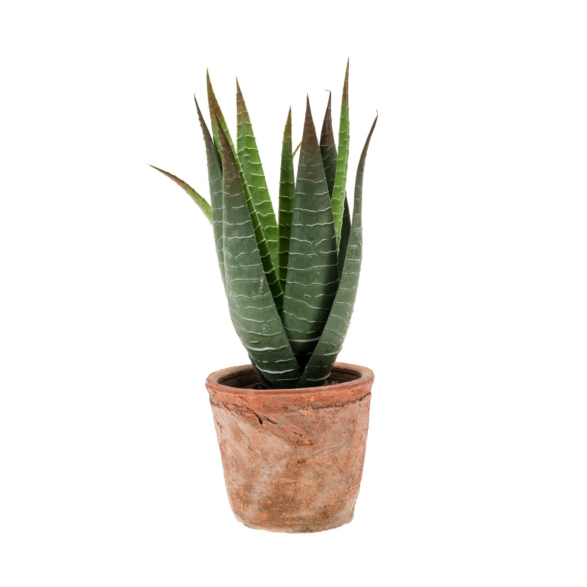 Schilliger Sélection  Aloe vera artificielle Sans couleur 23cm