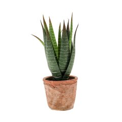 Schilliger Sélection  Aloe vera artificielle Sans couleur 23cm