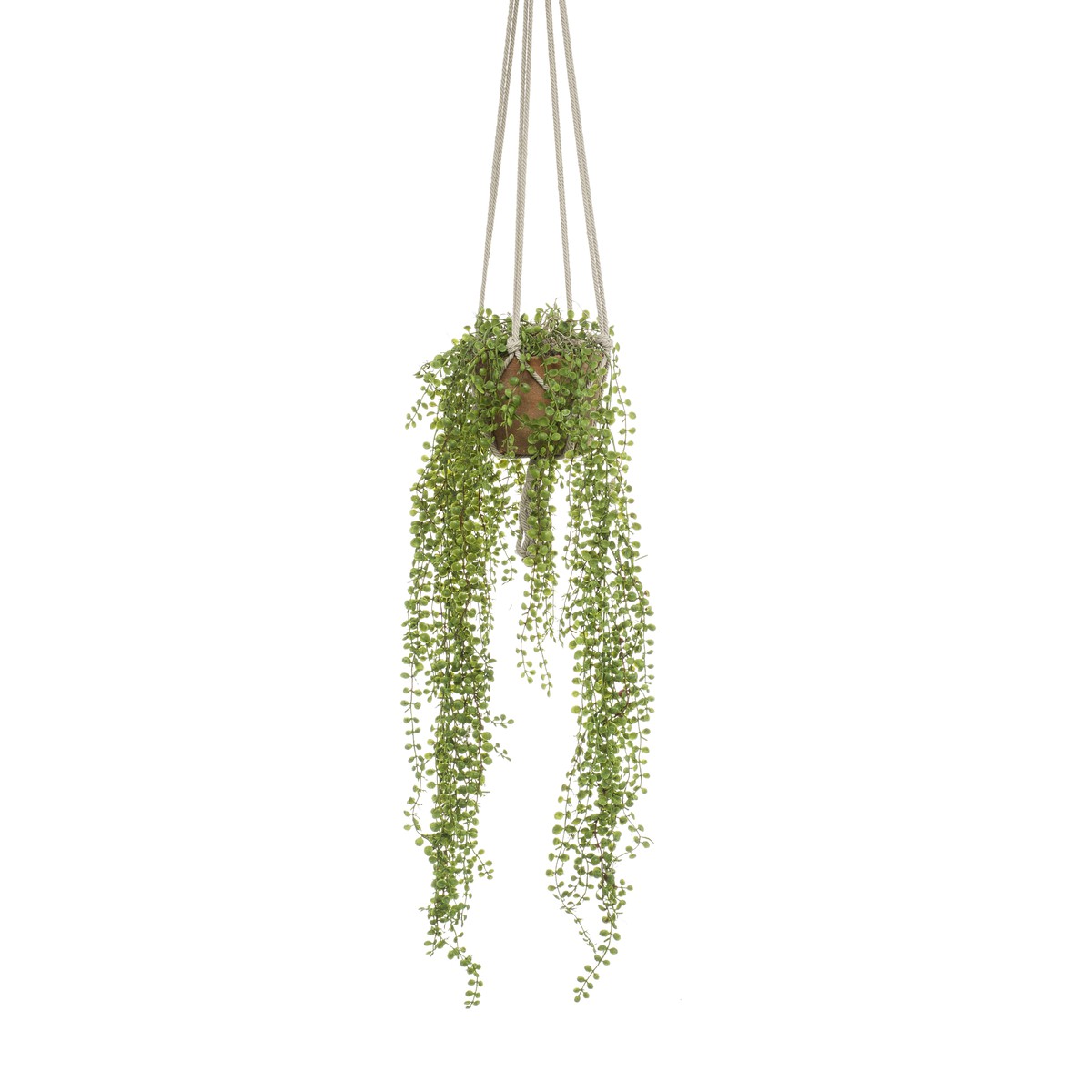 Schilliger Sélection  Ficus pumila à suspendre artificiel  100cm