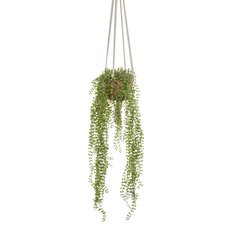 Schilliger Sélection  Ficus pumila à suspendre artificiel  100cm