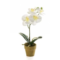 Schilliger Sélection  Phalaenopsis en pot artificiel Blanc crème 25cm