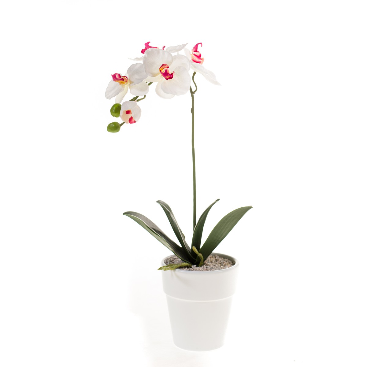 Schilliger Sélection  Phalaenopsis en pot artificiel  40cm