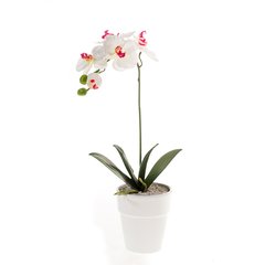 Schilliger Sélection  Phalaenopsis en pot artificiel  40cm